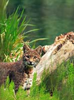 Bobcat