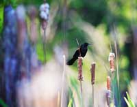 Redwing Blackbird